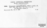 Uromyces appendiculatus image